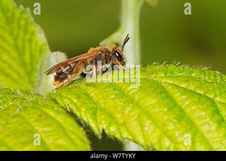 Maschio di data mining precoce Bee (Andrena haemorrhoa) su Rovo foglie Lewisham, London, England, Regno Unito, maggio. Foto Stock