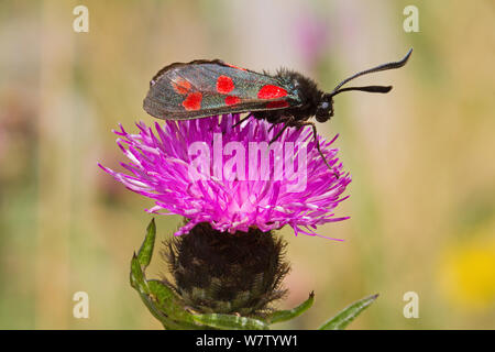 Sei in loco falena Burnett (Zygaena filipendulae) alimentazione su thistle, Lewisham, LONDRA, REGNO UNITO, Agosto. Foto Stock