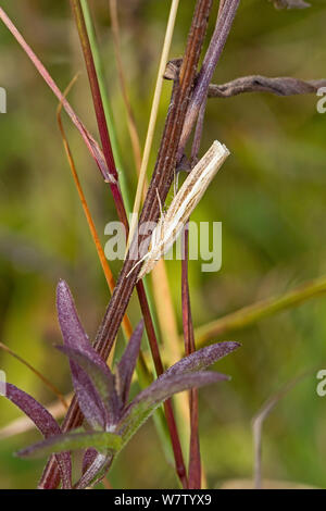 Erba tarma (Agriphila tristella) di appoggio, Hutchinson's Bank, New Addington, LONDRA, REGNO UNITO, Agosto. Foto Stock