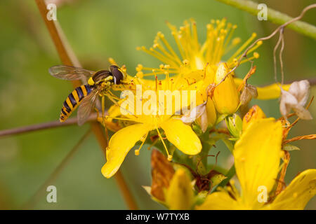 Hoverfly (Sphaerophoria scripta) alimentazione su erba di San Giovanni, Hutchinson's Bank, New Addington, LONDRA, REGNO UNITO, Agosto. Foto Stock