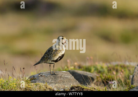 Golden plover (Pluvialis apricaria) permanente sulla roccia chiamando, Snaefellsnes Peninsula, Islanda, Luglio. Foto Stock