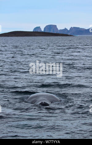 Bowhead Whale (Balaena mysticetus) in corrispondenza della superficie che mostra blowhole sulla costa est dell'isola di Baffin, Qikiqtarjuaq, Nunavut, Canada, Agosto 2012. Foto Stock