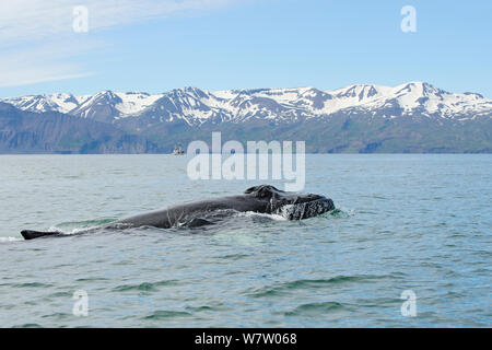 Humpback Whale (Megaptera novaeangliae) affiorante con montagne coperte di neve in lontananza, Skjalfandi Bay, Islanda, luglio 2012. Foto Stock