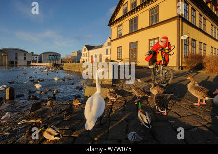 Persona Whooper alimentazione cigni (Cygnus cygnus) e altri uccelli acquatici, Tjornin (stagno) Reykjavik, Islanda, novembre 2012. Foto Stock