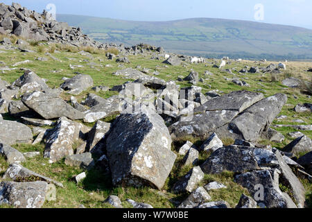 In frantumi di roccia dolerite su Carn Menyr, una sorgente per le pietre blu a Stonehenge, Preseli Hills, Pembrokeshire, Wales, Regno Unito, Agosto. Foto Stock