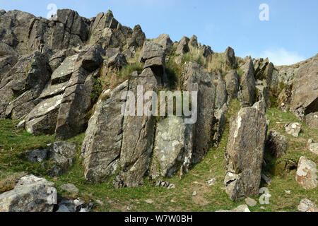 Lastre di dolerite a Foel Drygarn, una sorgente per le pietre blu a Stonehenge, Preseli Hills, Pembrokeshire, Wales, Regno Unito, Agosto. Foto Stock