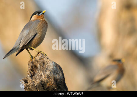 Brahminy starling / Brahminy myna (Sturnus pagodarum) appollaiato in un albero. Keoladeo Ghana national park, Bharatpur Rajasthan, India. Foto Stock