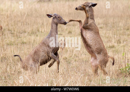 Indian sambar cervo (Cervus unicolor) femmine combattimenti nella prateria a secco, Banhavgarh National Park, Rajasthan, India. Foto Stock