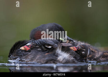 Tuffetto (Tachybaptus ruficollis) pulcini di età 12 giorno cercando di ottenere sul retro della loro madre mentre ella è il suo preening piume. Nei Paesi Bassi, in giugno. Foto Stock