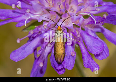 Graffiante Longhorn Beetle (Nemophora metallica) alimentazione su piccole Scabious, Hutchinson's Bank, New Addington, South London, England, Regno Unito, Agosto. Foto Stock