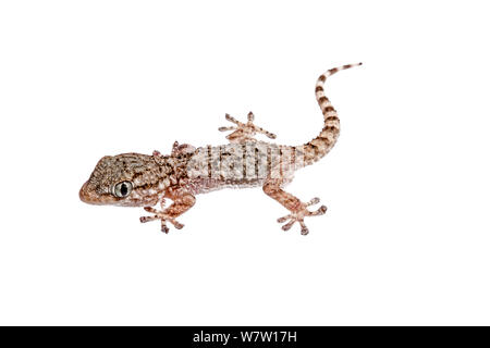 I giovani europei house gecko (Hemidactylus turcucus) Creta, Grecia, Agosto. Progetto Meetyourneighbors.net. Foto Stock
