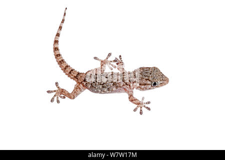 I giovani europei house gecko (Hemidactylus turcucus) Creta, Grecia, Agosto. Progetto Meetyourneighbors.net. Foto Stock