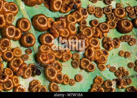 Pulsante di seta spangle galli causata dal fiele wasp (Neuroterus numismalis) sul lato inferiore di un inglese di foglie di quercia (Quercus robur) REGNO UNITO. Foto Stock