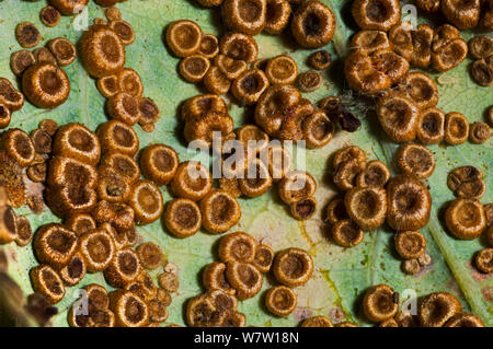 Pulsante di seta spangle galli causata dal fiele wasp Neuroterus numisalis sul lato inferiore di un inglese di foglie di quercia (Quercus robur) REGNO UNITO. Foto Stock