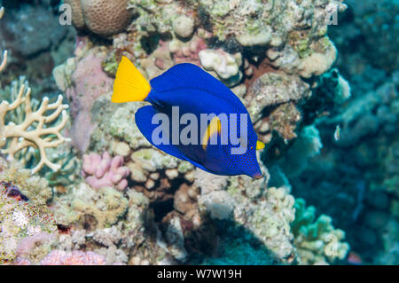Limanda codolo o surgeonfish (Zebrasoma xanthurum) Egitto, Mar Rosso. Foto Stock