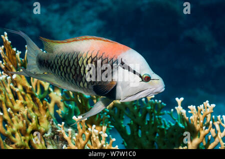 Slingjaw wrasse (Epibulus insidiator) maschio sessualmente specie bicromatica. Egitto, Mar Rosso. Foto Stock