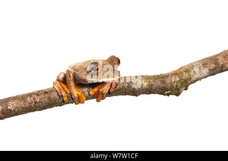 Mappa Raganella (Hypsiboas geographicus) Chenapau, Guyana. Progetto Meetyourneighbors.net. Foto Stock