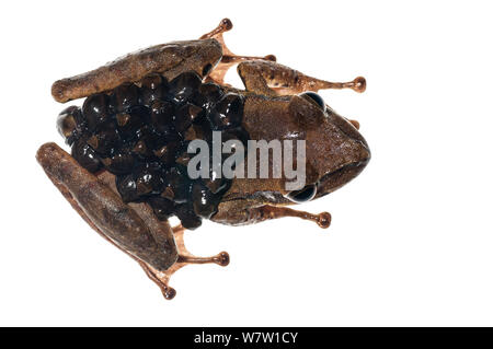 Groete Creek portante (Rana Stefania evansi) femmina che trasporta le uova, Chenapau, Guyana. Progetto Meetyourneighbors.net. Foto Stock