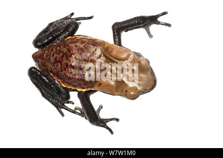 A FACCE LISCE toad (Rhaebo guttatus) Chenapau, Guyana. Progetto Meetyourneighbors.net. Foto Stock