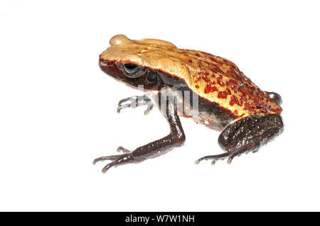 A FACCE LISCE toad (Rhaebo guttatus) Chenapau, Guyana. Progetto Meetyourneighbors.net. Foto Stock