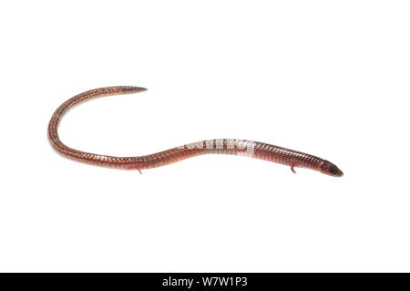 Spectacled lizard (Bachia flavescens) Chenapau, Guyana. Progetto Meetyourneighbors.net. Foto Stock