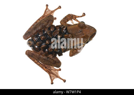 Groete Creek portante (Rana Stefania evansi) con uova, Chenapau, Guyana. Progetto Meetyourneighbors.net. Foto Stock