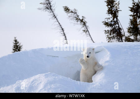 Polar Bear Cub 3 mesi (Ursus maritimus) giocando nella parte anteriore del giorno den in marzo. Wapusk National Park. Churchill, Manitoba, Canada Foto Stock