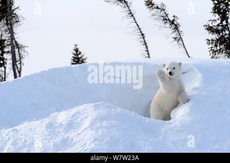 Polar Bear Cub 3 mesi (Ursus maritimus) giocando nella parte anteriore del giorno den in marzo. Wapusk National Park. Churchill, Manitoba, Canada Foto Stock