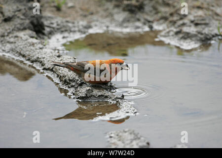 Comune (crossbill Loxia curvirostra) maschio di bere dalla pozza di fango. Glen Feshie Highland Regione, Scozia, Regno Unito, maggio. Foto Stock