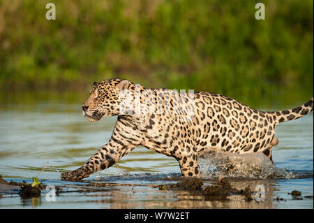 Maschi selvatici Jaguar (Panthera onca palustris) in esecuzione attraverso i fondali bassi di una laguna di acqua stagnante del Fiume Cuiaba nel tardo pomeriggio della luce del sole. Pantanal del Nord, Brasile. Foto Stock