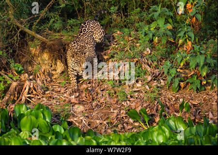 Maschi selvatici Jaguar (Panthera onca palustris) stalking lungo la sponda del fiume Cuiaba nel tardo pomeriggio della luce del sole. Pantanal del Nord, Brasile. Foto Stock