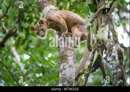 Maschio (Fossa Cryptoprocta ferox) scendendo giù da un tronco di albero dalla foresta. A metà altitudine nella foresta pluviale, Andasibe-Mantadia National Park, est del Madagascar. In via di estinzione. Foto Stock