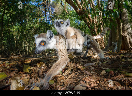 Anello femmina-tailed Lemur (Lemur catta) rovistando nella figliata di foglia e neonati (6-8 settimane). Berenty Riserva Privata, Madagascar meridionale. Foto Stock