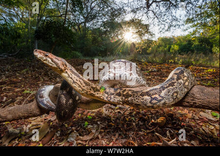 Dumeril&#39;s Boa (Acrantophis dumerili) crogiolarsi nel tardo pomeriggio di sole sul suolo della foresta. Berenty Riserva Privata, Madagascar meridionale. Foto Stock