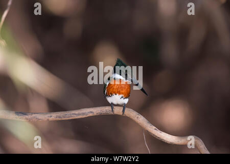 Green Kingfisher (Chloroceryle americana) maschio, Pantanal, Brasile. Foto Stock