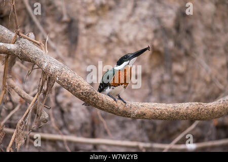 Green Kingfisher (Chloroceryle americana) maschio con volare in preda, Pantanal, Brasile. Foto Stock