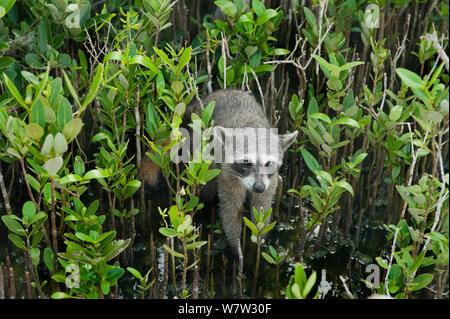 Procione pigmeo (Procione pygmaeus) Isola di Cozumel, Messico. Critcally specie in via di estinzione con meno di 500 in esistenza. Foto Stock