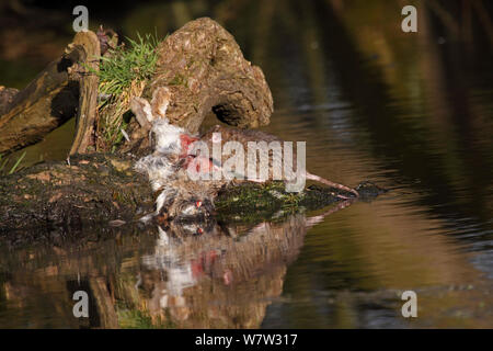 Ratti marrone (Rattus norvegicus) alimentazione sulla carcassa di coniglio, Warwickshire, Inghilterra, Regno Unito, Febbraio Foto Stock