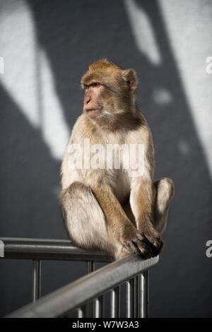 Barbary macaque (Macaca sylvanus) sul cavo di sicurezza auto recinzione di guardia, Gibilterra, Dicembre. Foto Stock