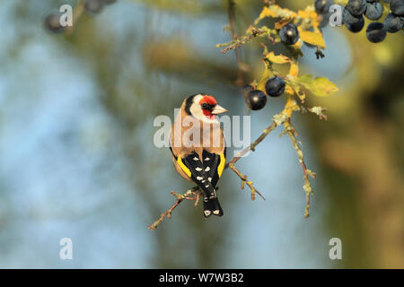 Cardellino (Carduelis carduelis) arroccato in prugnolo (Prunus spinosa, Warwickshire, Regno Unito, dicembre. Foto Stock