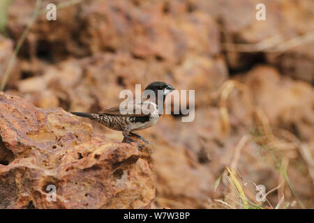 Bronzo (Mannikin Lonchura cucullata) cercando materiale nidificanti nel Parco dell'hotel, Gambia, l'Africa occidentale. Foto Stock