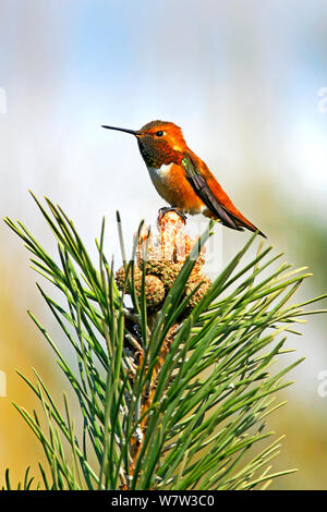 Rufous Hummingbird, maschio seduti sulla cima di pino filiale. Foto Stock
