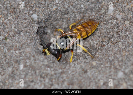 Bee-killer wasp / Europea bee Wolf (Philanthus triangulum) entrando in tunnel di allevamento. Il Dorset, Regno Unito, Luglio. Foto Stock