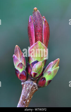 Norvegia maple gemme (Acer platanoides) in primavera. Il Dorset, Regno Unito, Aprile. Foto Stock