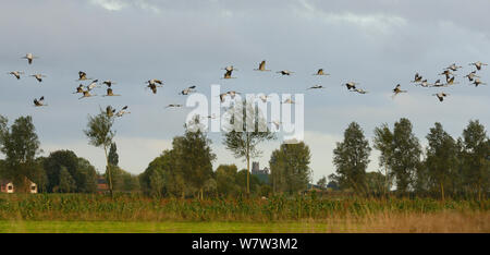 Gregge di Comune / gru eurasiatica (grus grus) rilasciato dal grande progetto della gru sul livelli di Somerset battenti passato Barrow Mump, Burrowbridge, Somerset, Regno Unito, ottobre. Foto Stock