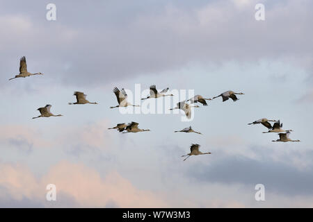 Gregge di Comune / gru eurasiatica (grus grus) rilasciato dal grande progetto della gru sul livelli di Somerset battenti in luce all'alba, Aller Moor, Somerset, Regno Unito, ottobre. Foto Stock