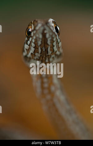 Il novellame di Montpellier snake (Malpolon monspessulanus) Portogallo, Luglio. Foto Stock