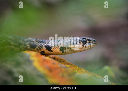 Il ferro di cavallo frusta snake (Coluber hippocrepis) Portogallo, Aprile. Foto Stock