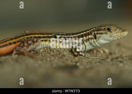 Spinosa footed lizard (Acanthodactylus erythrurus) capretti, Portogallo. Endemica di Iberia. Foto Stock