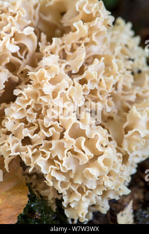 Fungo cavolfiore (Sparassis crispa) close up, Surrey, England, Regno Unito, ottobre. Foto Stock